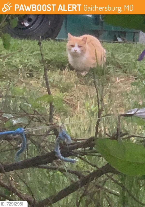 Found/Stray Unknown Cat last seen Woodfield  airpark road, Gaithersburg, MD 20879