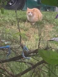 Found/Stray Unknown Cat last seen Woodfield  airpark road, Gaithersburg, MD 20879