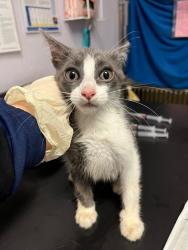 Shelter Stray Female Cat last seen Bexar County, New Braunfels, TX 78130
