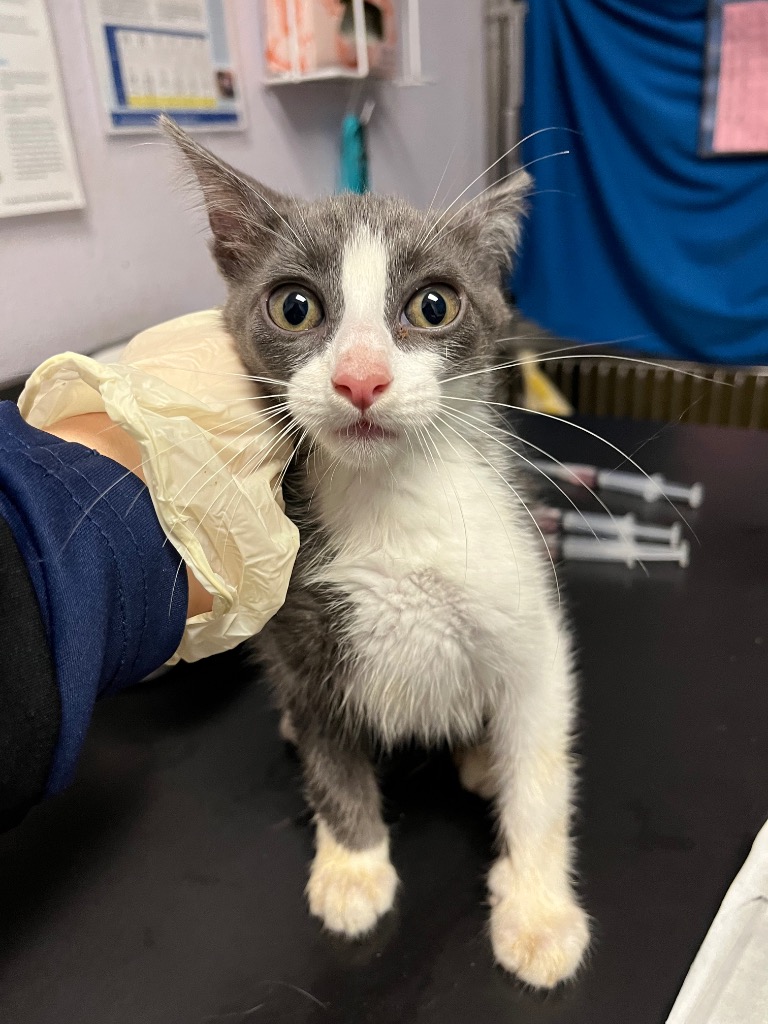 Shelter Stray Female Cat last seen Bexar County, New Braunfels, TX 78130