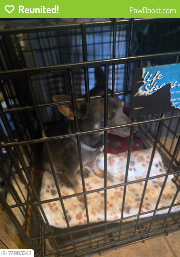 Reunited Male Dog last seen Black arroyo, Albuquerque, NM 87114