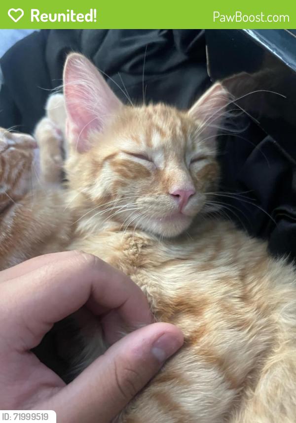 Reunited Male Cat last seen 51st and Mercer Lane by Peoria, Glendale, AZ 85304