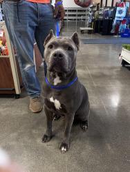 Lost Female Dog last seen 45th & Hale, Louisville, KY 40211