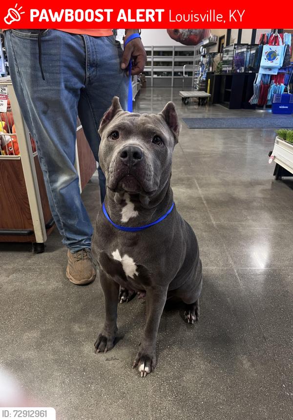 Lost Female Dog last seen 45th & Hale, Louisville, KY 40211