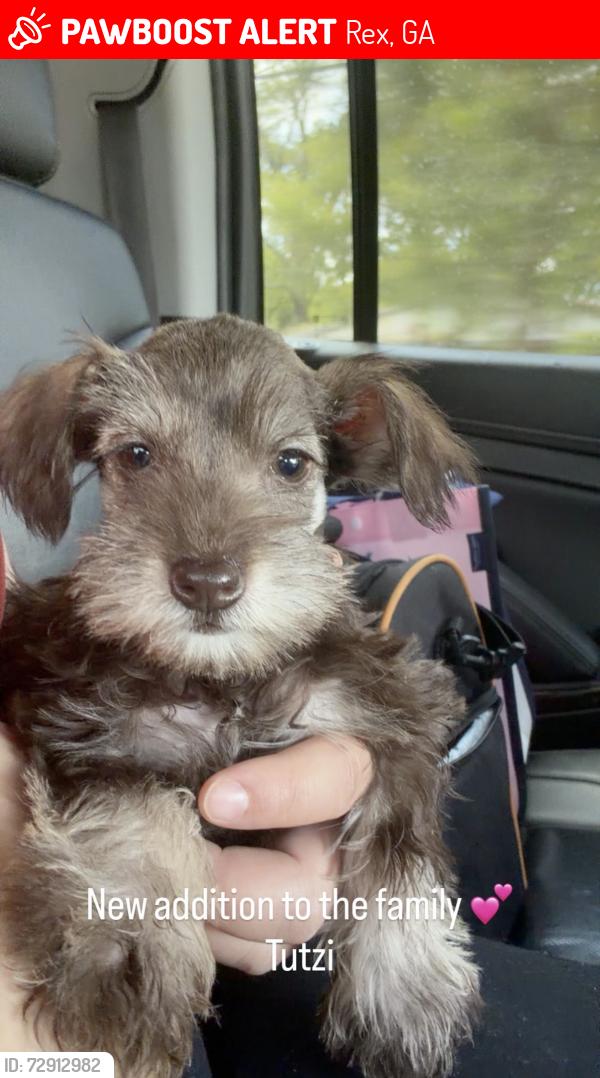 Lost Female Dog last seen Fielder Rd, Rex, GA 30273