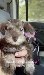 Lost Female Dog last seen Fielder Rd, Rex, GA 30273
