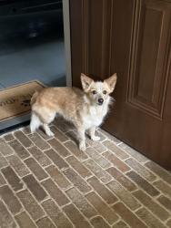 Reunited Female Dog last seen McDougald Rd and McCormick Road, Harnett County, NC 27332