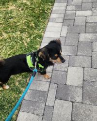 Reunited Male Dog last seen Eagan and Glenn, Whittier, CA 90604