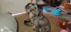 Lost Male Dog last seen Scott road, Menifee, CA 92584