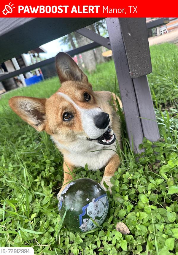 Lost Male Dog last seen Hogeye rd, Manor, TX 78653