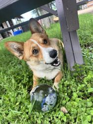 Lost Male Dog last seen Hogeye rd, Manor, TX 78653