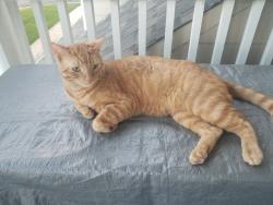 Reunited Male Cat last seen Pioneer Park, Evans, CO 80620