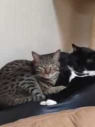 Reunited Male Cat last seen Prenda De Plata NW and Bob McCannon Prkwy NW, Albuquerque, NM 87120