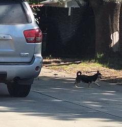Found/Stray Unknown Dog last seen S Giddings and W Feemster, Visalia, CA 93277