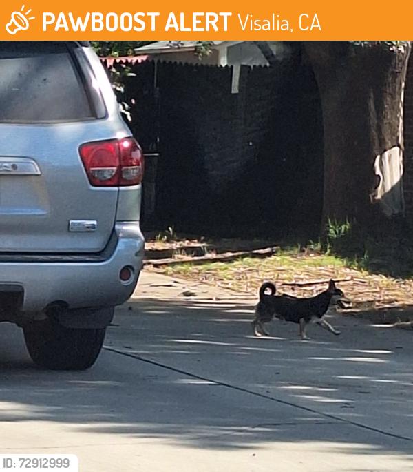 Found/Stray Unknown Dog last seen S Giddings and W Feemster, Visalia, CA 93277