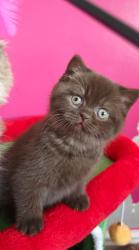 Lost Male Cat last seen The avenue leigh, Greater Manchester, England WN7