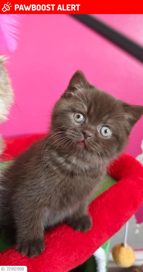 Lost Male Cat last seen The avenue leigh, Greater Manchester, England WN7