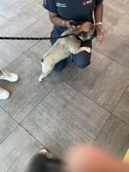 Reunited Unknown Dog last seen Elyson, Katy, TX 77493