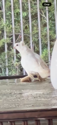Found/Stray Unknown Bird last seen Kellogg and Club View Dr, Yorba Linda, CA 92886