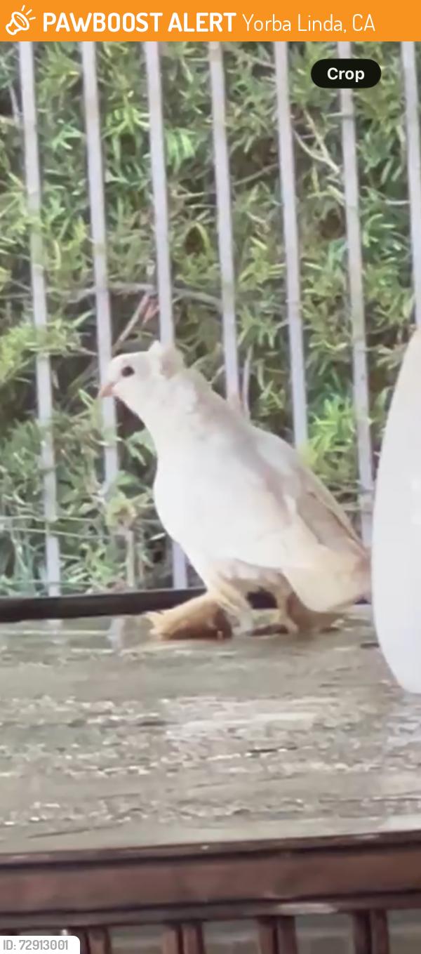Found/Stray Unknown Bird last seen Kellogg and Club View Dr, Yorba Linda, CA 92886