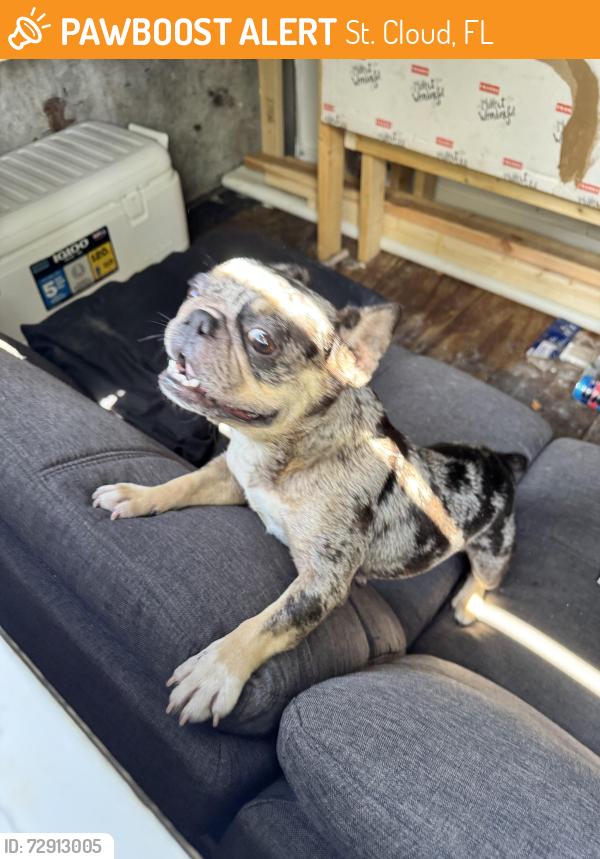 Found/Stray Female Dog last seen Old canoe creek, St. Cloud, FL 34769