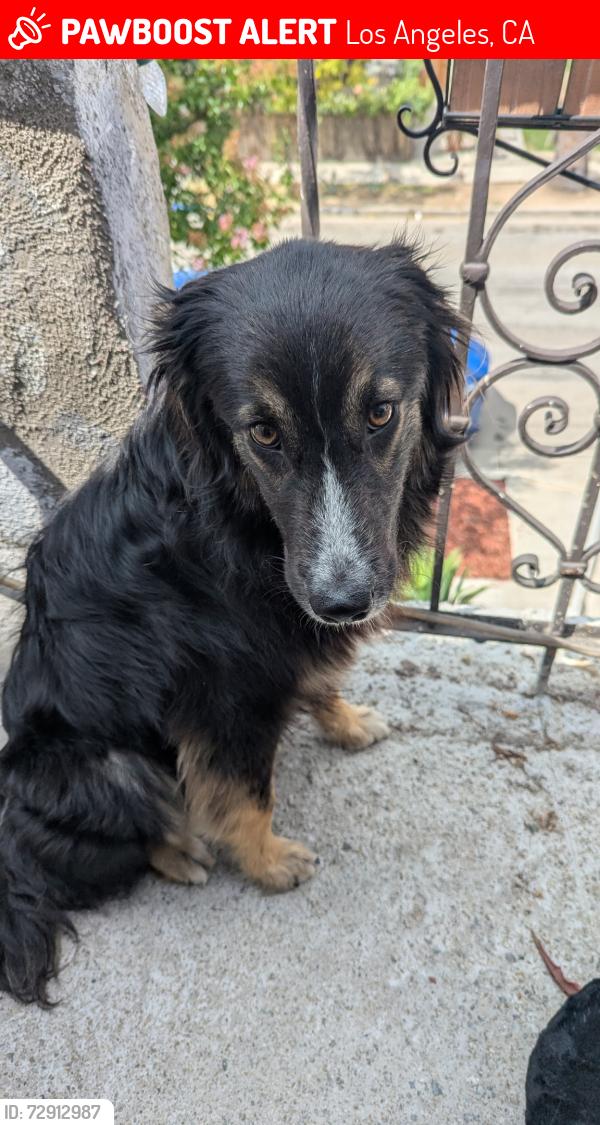 Lost Male Dog last seen N. Hazard Avenue, Los Angeles, CA 90063