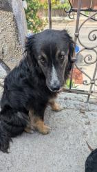 Lost Male Dog last seen N. Hazard Avenue, Los Angeles, CA 90063