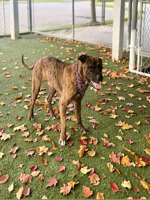 Shelter Stray Male Dog last seen Near BLOCK N MIAMI AVE, Doral, FL 33122