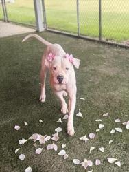 Shelter Stray Female Dog last seen Near BLOCK SW 4 ST, Doral, FL 33122