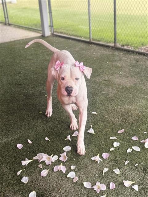 Shelter Stray Female Dog last seen Near BLOCK SW 4 ST, Doral, FL 33122