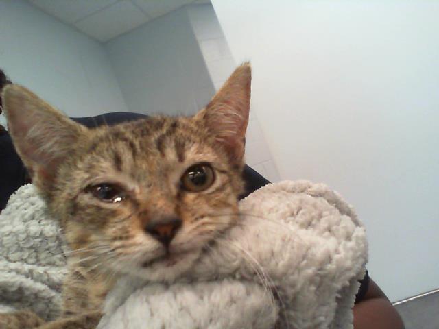 Shelter Stray Male Cat last seen CHARLOTTE, Charlotte, NC 28217