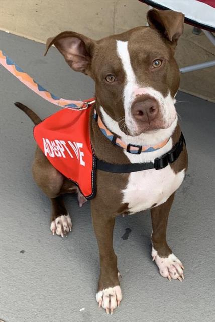 Shelter Stray Female Dog last seen CHARLOTTE, Charlotte, NC 28217