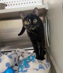 Shelter Stray Female Cat last seen LAKE ST LOUIS, St. Peters, MO 63376