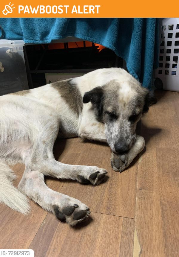 Found/Stray Female Dog last seen County line rd, Montgomery County, TX 77378
