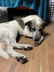 Found/Stray Female Dog last seen County line rd, Montgomery County, TX 77378