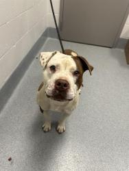 Shelter Stray Male Dog last seen Near , Indianapolis, IN 46221
