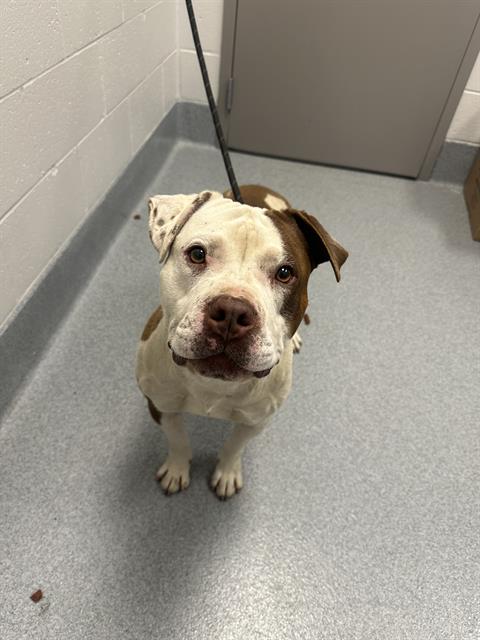 Shelter Stray Male Dog last seen Near , Indianapolis, IN 46221