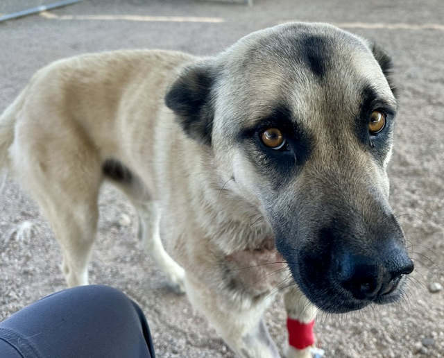 Shelter Stray Male Dog last seen , Tucson, AZ 85745