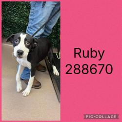 Shelter Stray Female Dog last seen RUBY DR, Macon, GA 31216