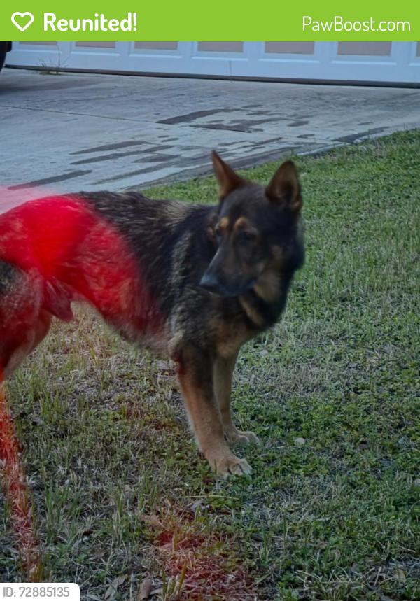 Reunited Male Dog last seen Geneva Vale and Wildhorse Parkway, San Antonio, TX 78254