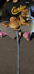 Reunited Female Dog last seen Foothill Boulevard Hayward, CA, Hayward, CA 94541