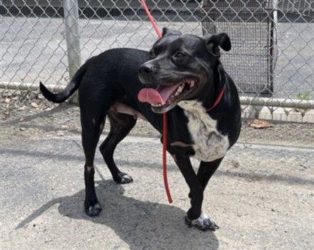 Shelter Stray Female Dog last seen , Los Angeles, CA 90031