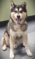 Shelter Stray Male Dog last seen , Los Angeles, CA 90031