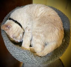 Reunited Male Cat last seen Ridgepoint Run and Wilson Downing Rd, Lexington, KY 40517