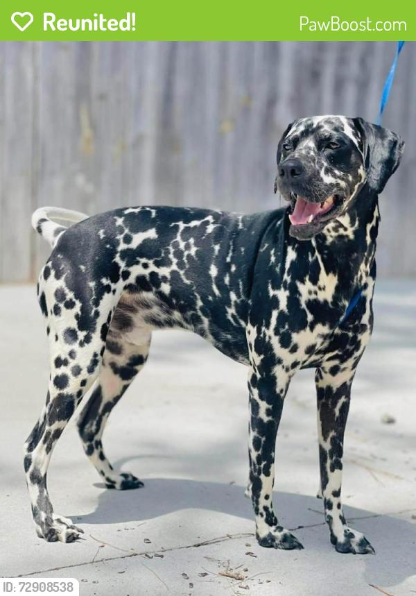 Reunited Unknown Dog last seen Located at Rockdale County Animal Service, 1506 Rockbridge Road, Conyers, GA 30012, Conyers, GA 30012