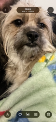 Lost Female Dog last seen E and Kensington , Philadelphia, PA 19134