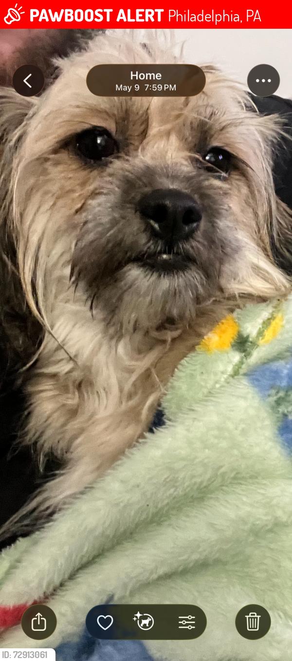 Lost Female Dog last seen E and Kensington , Philadelphia, PA 19134