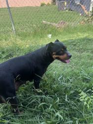 Reunited Female Dog last seen Near E Marguerita Dr, Garland, TX 75040, USA, Garland, TX 75040