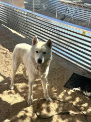 Found/Stray Male Dog last seen 20th West and Ave N12, Palmdale, CA 93551