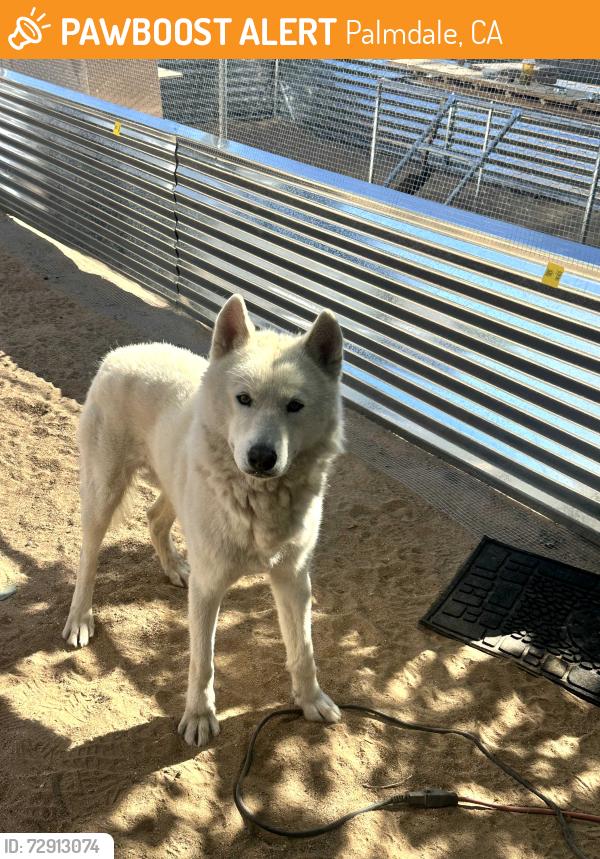 Found/Stray Male Dog last seen 20th West and Ave N12, Palmdale, CA 93551